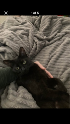 Lost Female Cat last seen Marconi and gunn rd . Near kenneth  ave as well and marvin marshall school eastwood apts, Carmichael, CA 95608