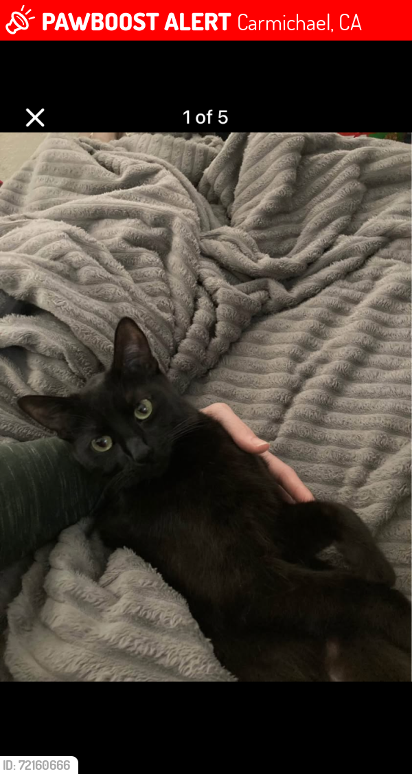 Lost Female Cat last seen Marconi and gunn rd . Near kenneth  ave as well and marvin marshall school eastwood apts, Carmichael, CA 95608