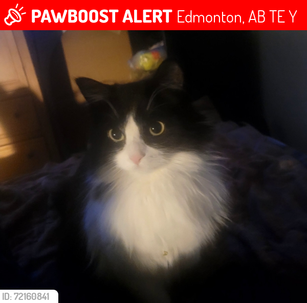 Lost Female Cat last seen Near street and 127 Ave, Edmonton, AB T5E 2Y6