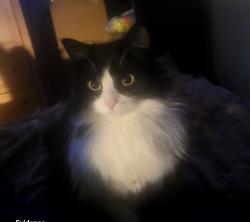 Lost Female Cat last seen Near street and 127 Ave , Edmonton, AB T5E 2Y6