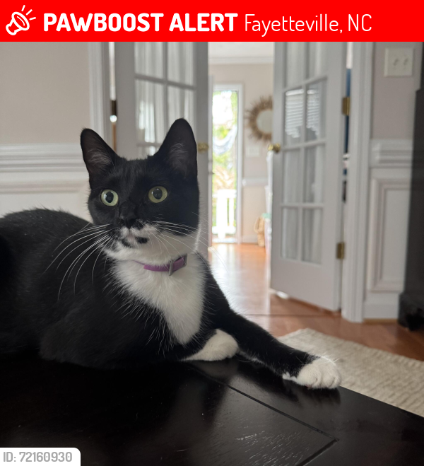 Lost Female Cat last seen Village at Lakewood, Fayetteville, NC 28306