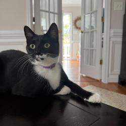 Lost Female Cat last seen Village at Lakewood, Fayetteville, NC 28306