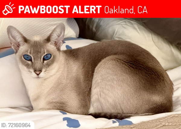 Lost Female Cat last seen Marden Lane and Thornhill Drive , Oakland, CA 94611