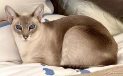 Lost Female Cat last seen Marden Lane and Thornhill Drive , Oakland, CA 94611