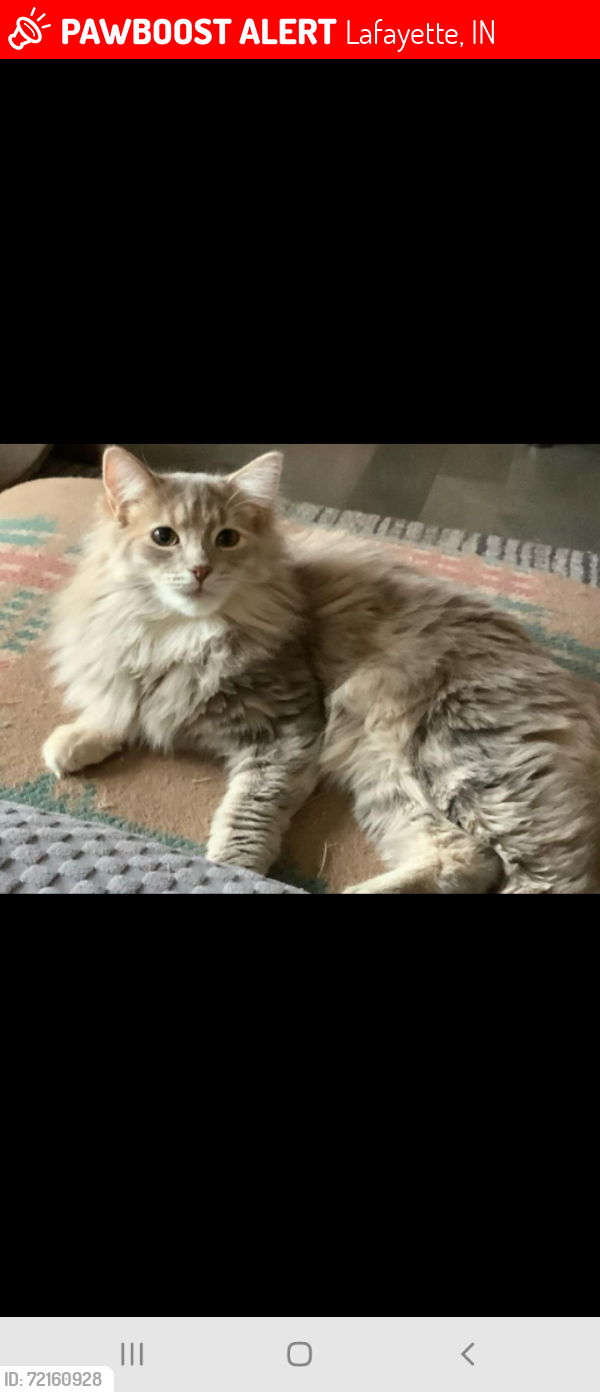 Lost Female Cat last seen Drexel Drive/Summertime Trail, Lafayette, IN 47909
