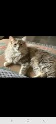 Lost Female Cat last seen Drexel Drive/Summertime Trail, Lafayette, IN 47909