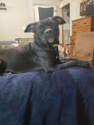 Lost Female Dog last seen Poca river Rd, Putnam County, WV 25159