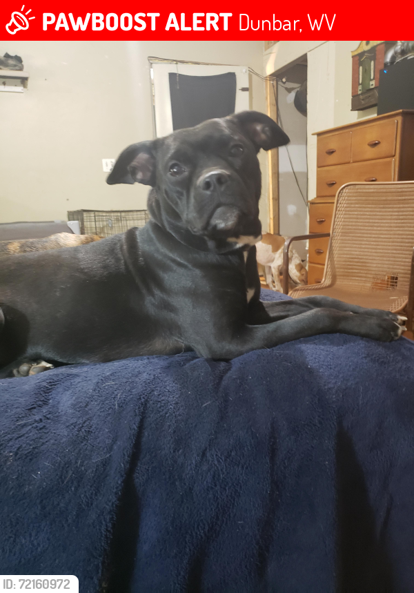 Lost Female Dog last seen Poca river Rd, Putnam County, WV 25159