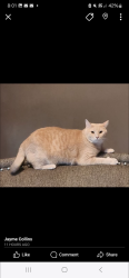 Lost Male Cat last seen 131st & Garnett, Broken Arrow, OK 74011
