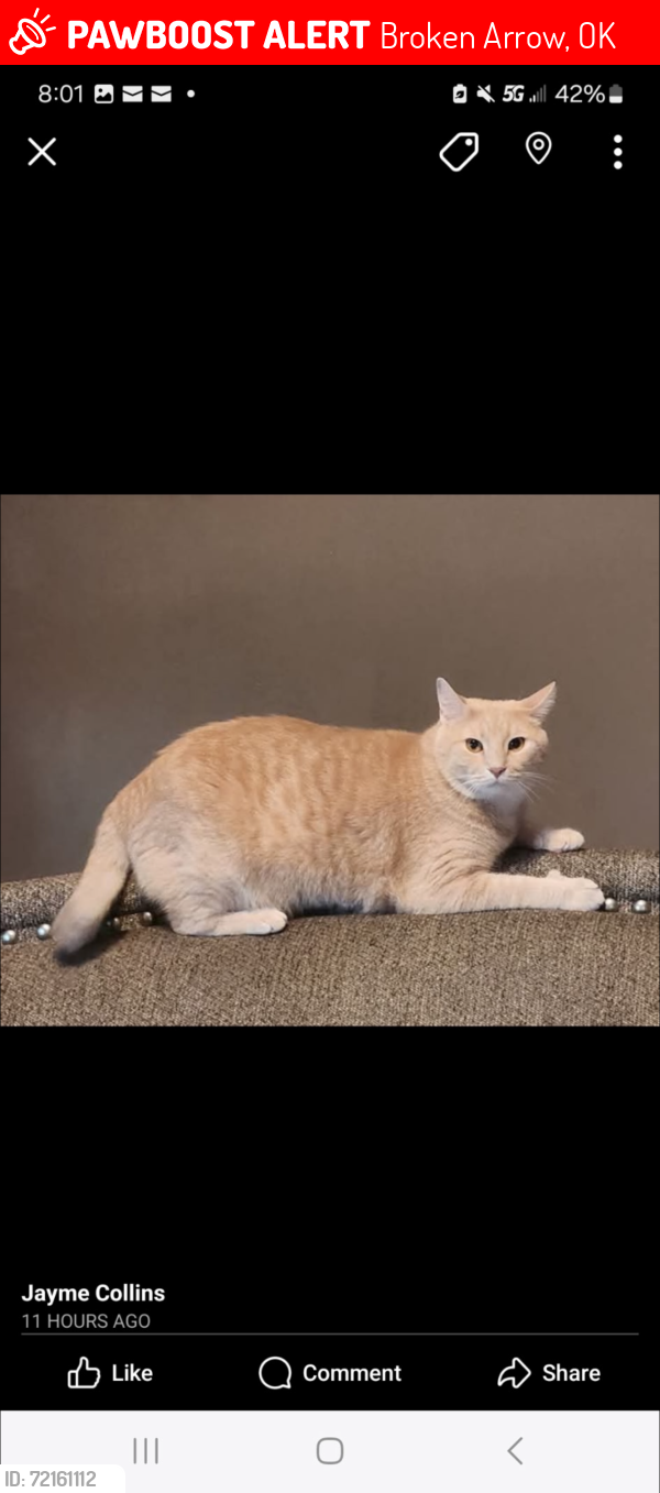 Lost Male Cat last seen 131st & Garnett, Broken Arrow, OK 74011