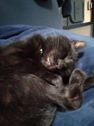Lost Male Cat last seen Lafayette alliance church , LaFayette, NY 13084