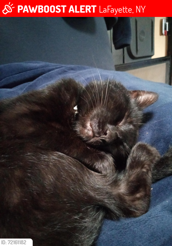 Lost Male Cat last seen Lafayette alliance church , LaFayette, NY 13084