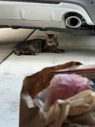 Lost Male Cat last seen 129th Avenue North and Orange Grove Blvf, The Acreage, FL 33411