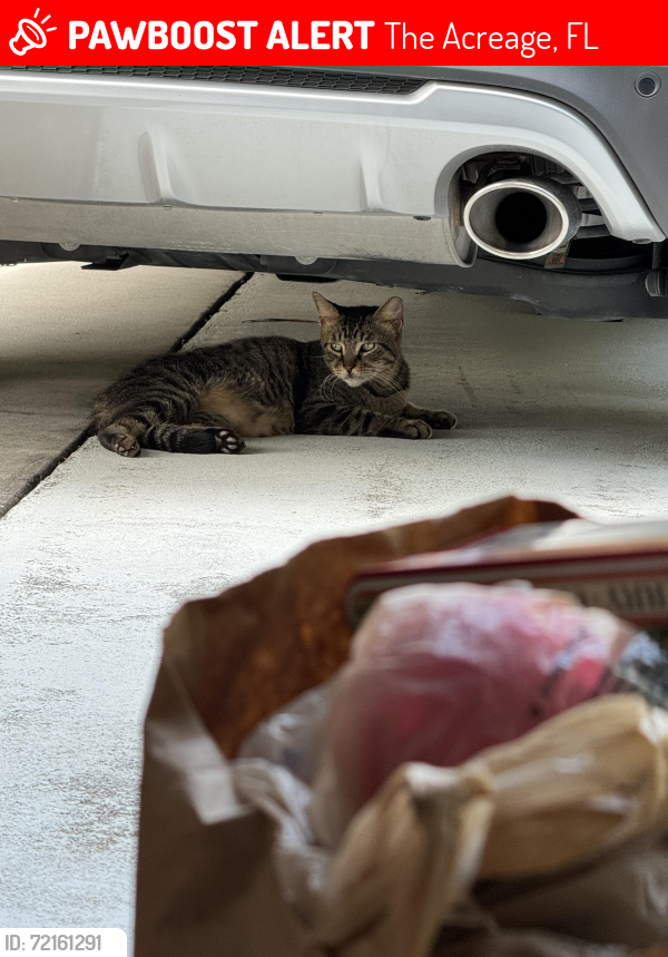 Lost Male Cat last seen 129th Avenue North and Orange Grove Blvf, The Acreage, FL 33411