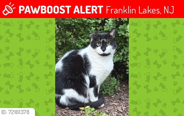 Lost Male Cat last seen Mill Brook Lane, Franklin Lakes, NJ 07417