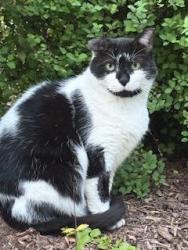 Lost Male Cat last seen Mill Brook Lane, Franklin Lakes, NJ 07417