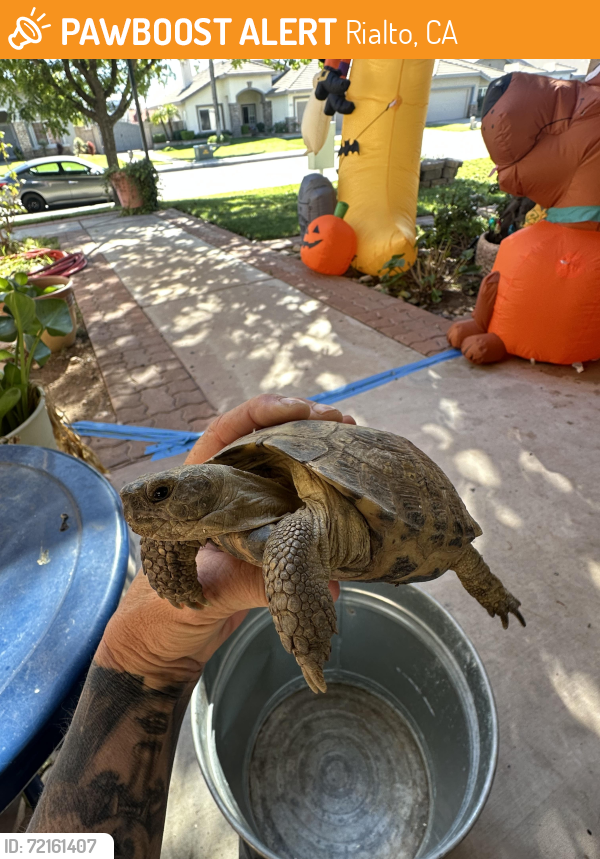 Rialto, CA Stray Reptile Found Near Sierra Ave and Riverside Ave | PawBoost