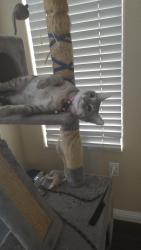 Lost Female Cat last seen Near Golden sky Way San Diego CA 92154, San Diego, CA 92154