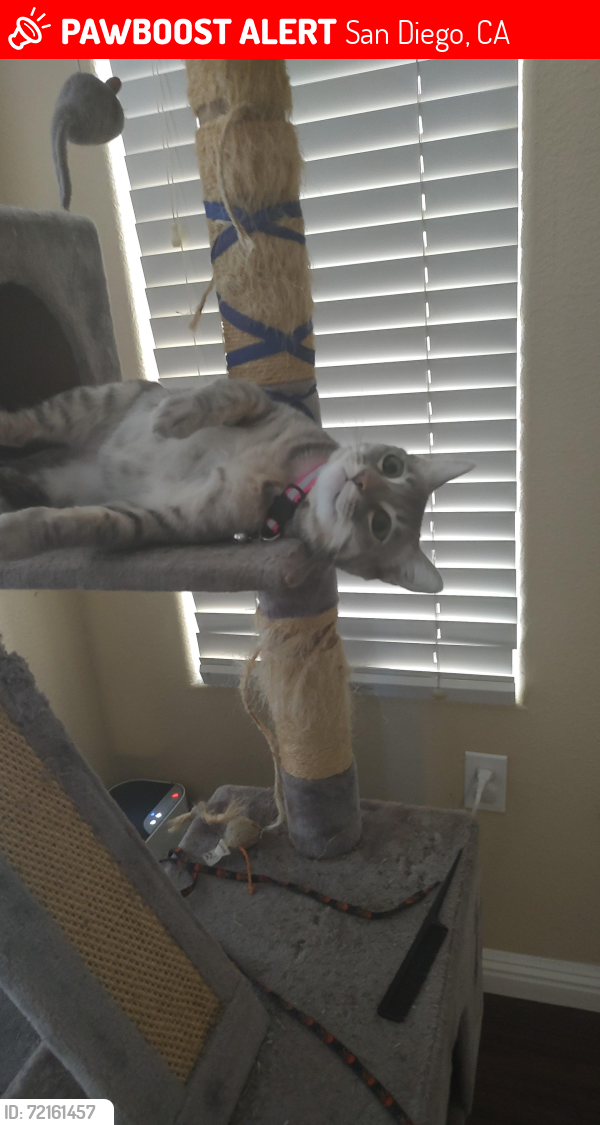 Lost Female Cat last seen Near Golden sky Way San Diego CA 92154, San Diego, CA 92154