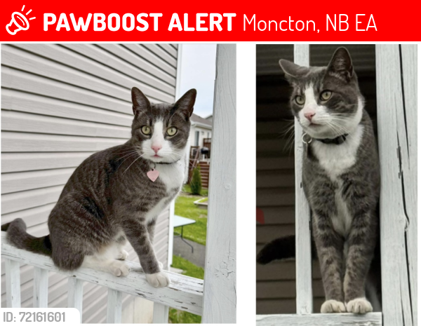 Lost Male Cat last seen Gagnon and Myriam Cres, Moncton , Moncton, NB E1A