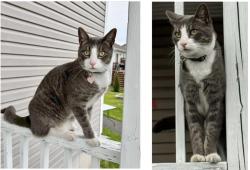 Lost Male Cat last seen Gagnon and Myriam Cres, Moncton , Moncton, NB E1A