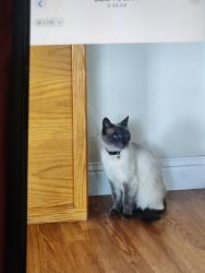 Lost Female Cat last seen Foster and Roe road , Paradise, CA 95969