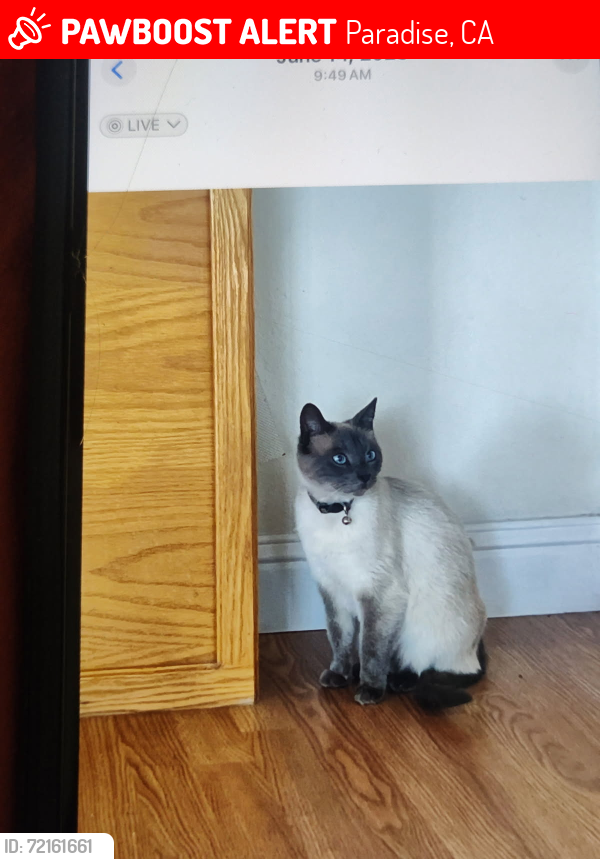Lost Female Cat last seen Foster and Roe road , Paradise, CA 95969