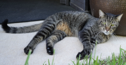 Lost Male Cat last seen Preserve Park Dr., Spring, TX 77389