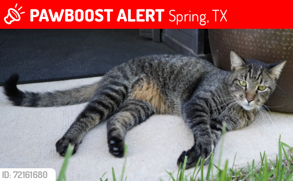 Lost Male Cat last seen Preserve Park Dr., Spring, TX 77389