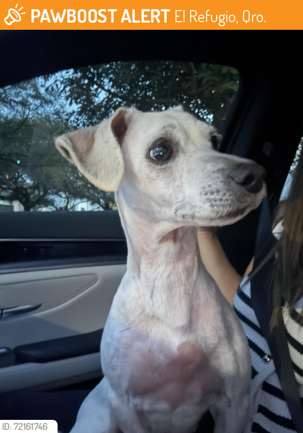 Found/Stray Female Dog last seen El Refugio, El Refugio, Qro. 76146