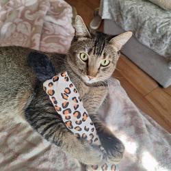 Lost Male Cat last seen 138th Cordary , Hawthorne, CA 90250