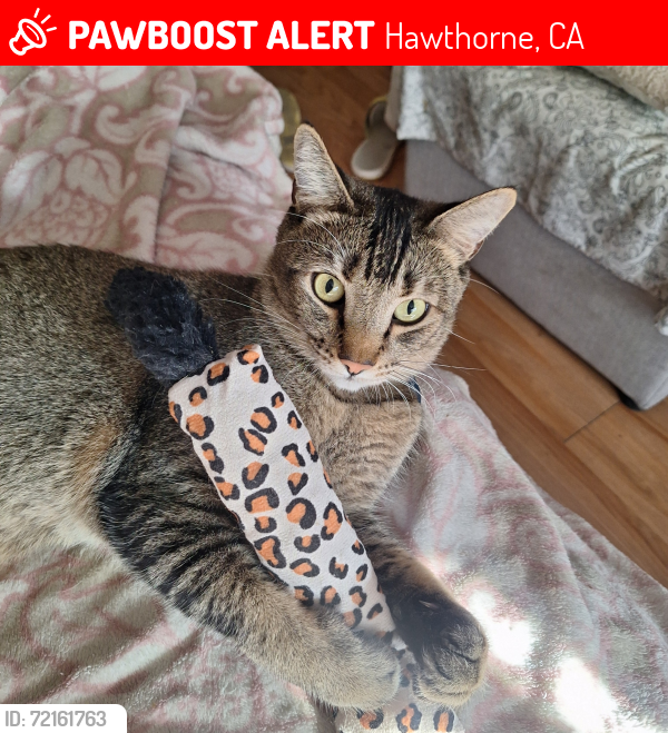 Lost Male Cat last seen 138th Cordary , Hawthorne, CA 90250