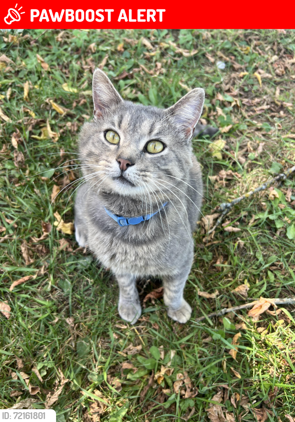 Lost Male Cat last seen Corner of 26th Rd & CTH-W Pine River, WI , Waushara County, WI 54965