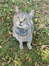 Lost Male Cat last seen Corner of 26th Rd & CTH-W Pine River, WI , Waushara County, WI 54965