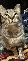 Lost Male Cat last seen Sophia street east and Clapperton , Barrie, ON L4M 1Y4
