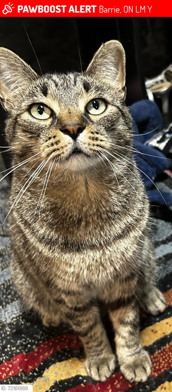 Lost Male Cat last seen Sophia street east and Clapperton , Barrie, ON L4M 1Y4