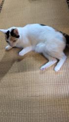 Lost Female Cat last seen N Stoner Ave & E Rosewood St, Tucson, AZ 85748