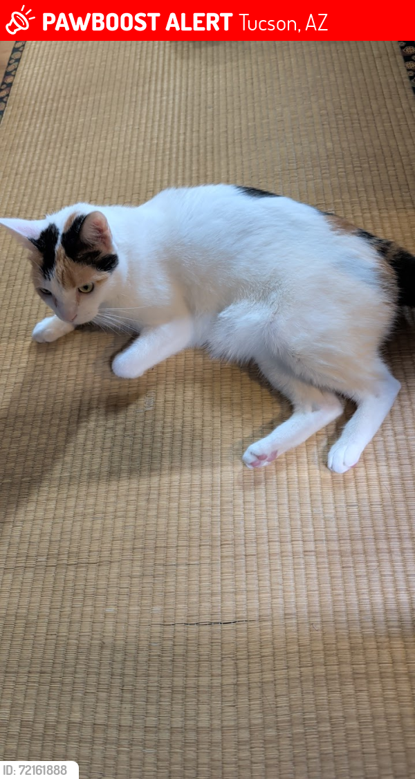Lost Female Cat last seen N Stoner Ave & E Rosewood St, Tucson, AZ 85748