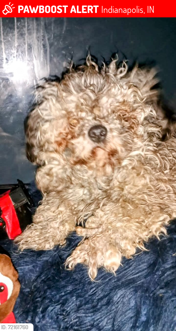 Lost Male Dog last seen Washington and arlington, Indianapolis, IN 46219