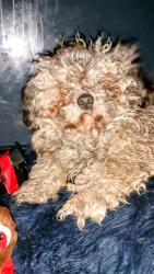 Lost Male Dog last seen Washington and arlington, Indianapolis, IN 46219