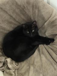 Lost Female Cat last seen Eden Glen ests near Tierra Verde Golf Course , Arlington, TX 76001