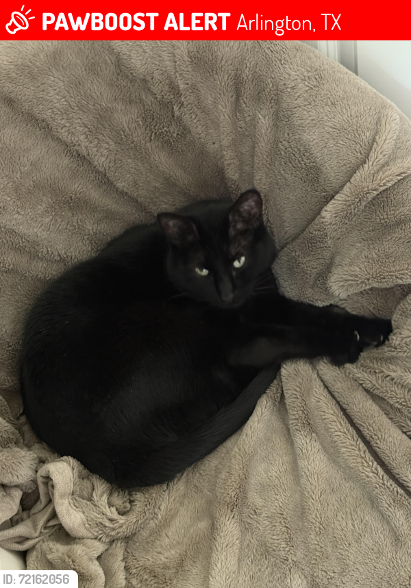 Lost Female Cat last seen Eden Glen ests near Tierra Verde Golf Course , Arlington, TX 76001