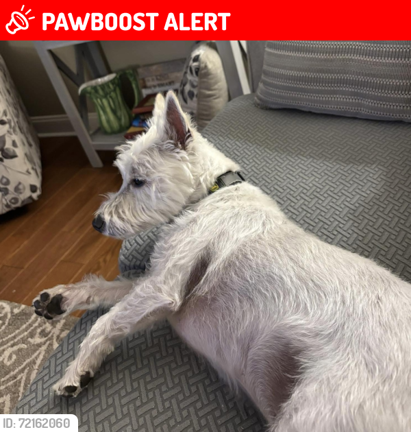 Lost Male Dog last seen Kent Rd & Clayton Rd , Howell Township, NJ 07731