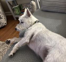 Lost Male Dog last seen Kent Rd & Clayton Rd , Howell Township, NJ 07731