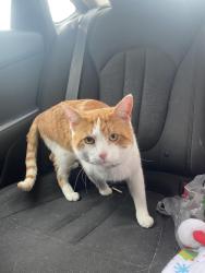 Lost Male Cat last seen trabue, Columbus, OH 43228
