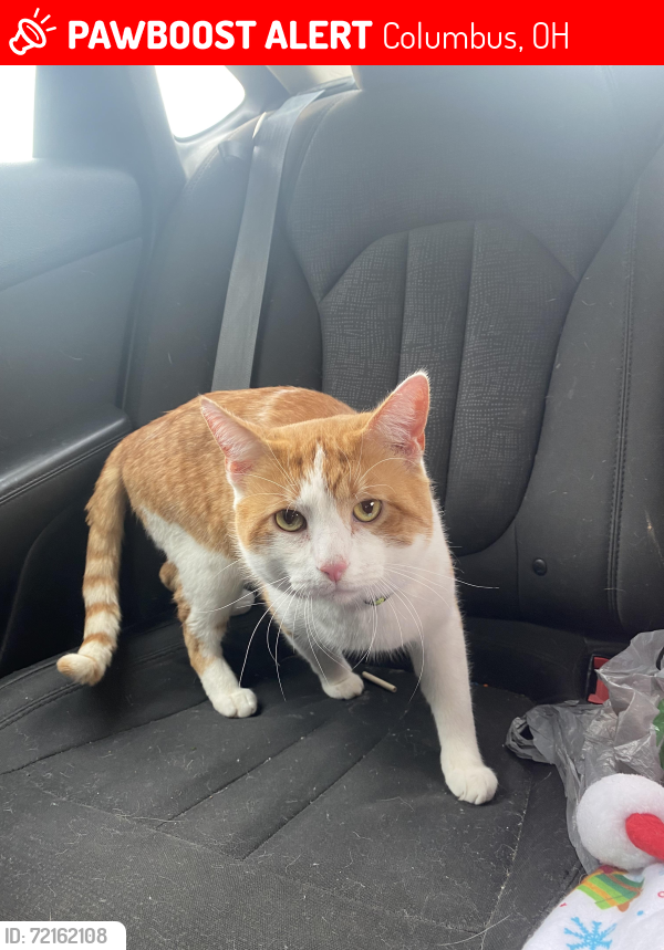 Lost Male Cat last seen trabue, Columbus, OH 43228