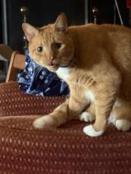 Lost Male Cat last seen Sunline Place , Spartanburg, SC 29307