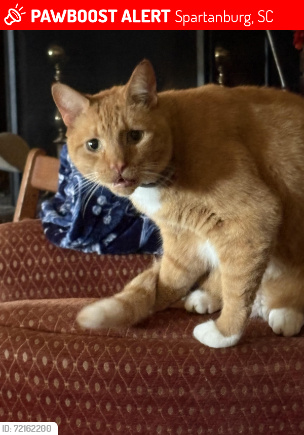 Lost Male Cat last seen Sunline Place , Spartanburg, SC 29307
