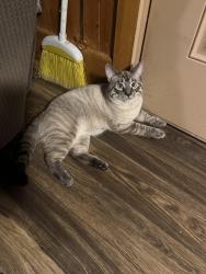 Lost Male Cat last seen Sawyer road , Signal Mountain, TN 37377
