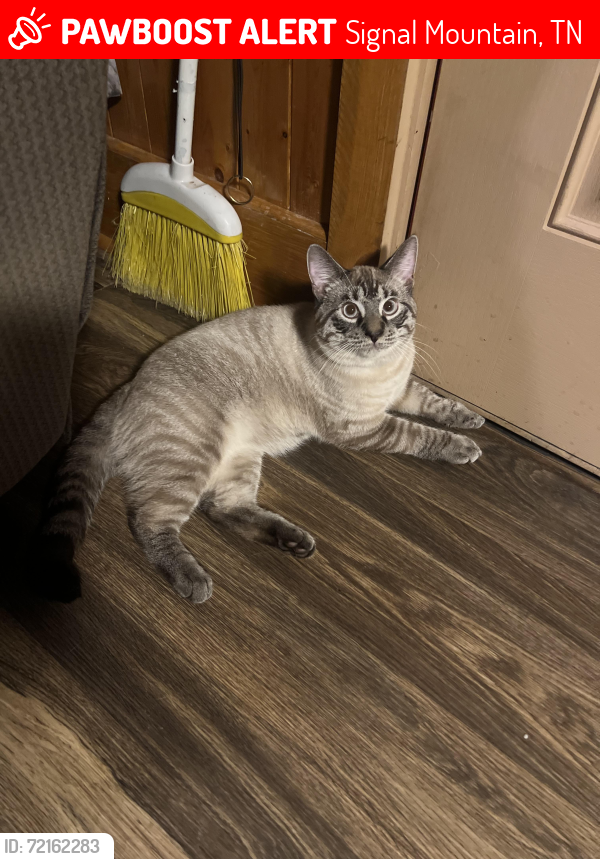 Lost Male Cat last seen Sawyer road , Signal Mountain, TN 37377